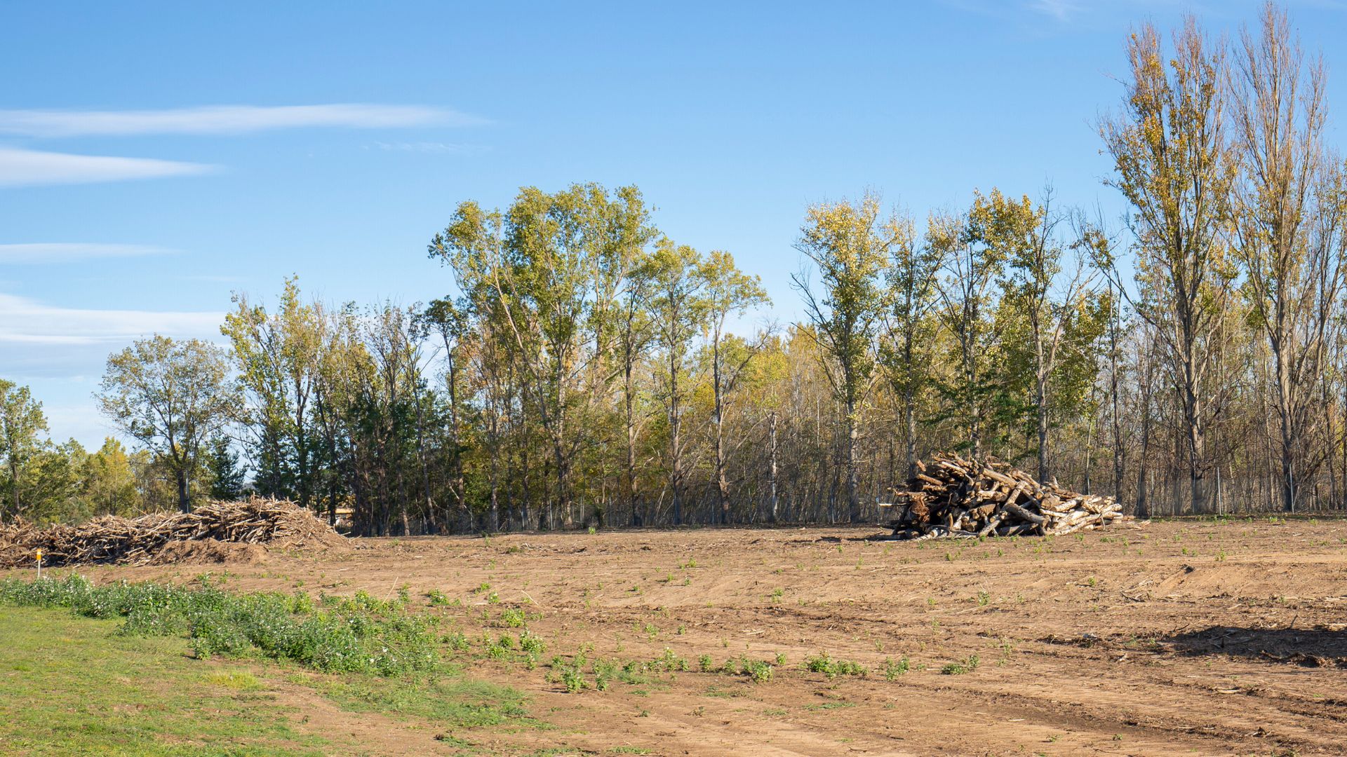 Cleared land with tree piles and forest edge on a blue sky day